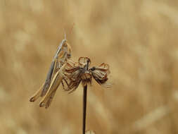 Image de Euchorthippus elegantulus gallicus Maran 1957