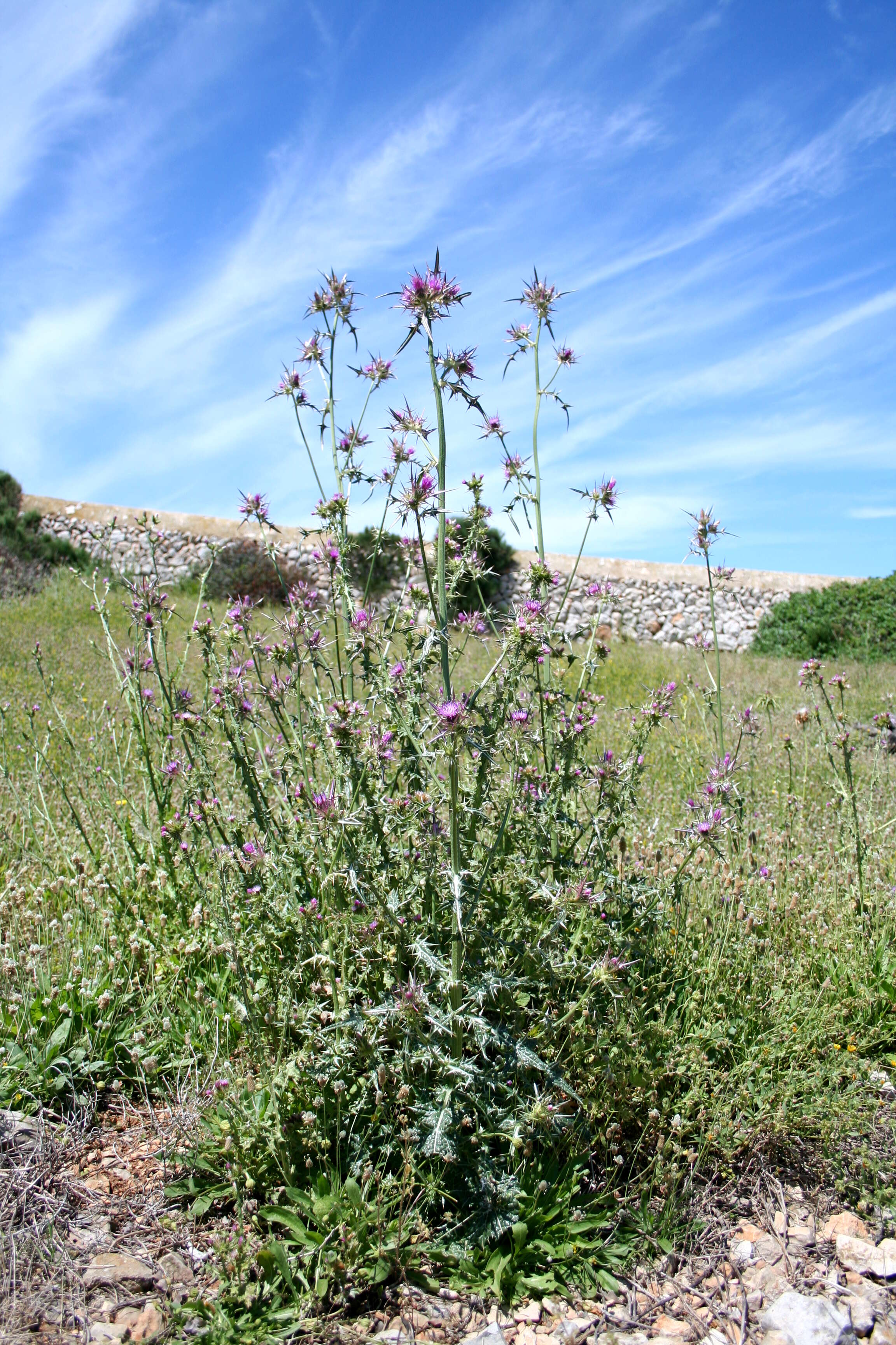 Image of Notobasis syriaca (L.) Cass.