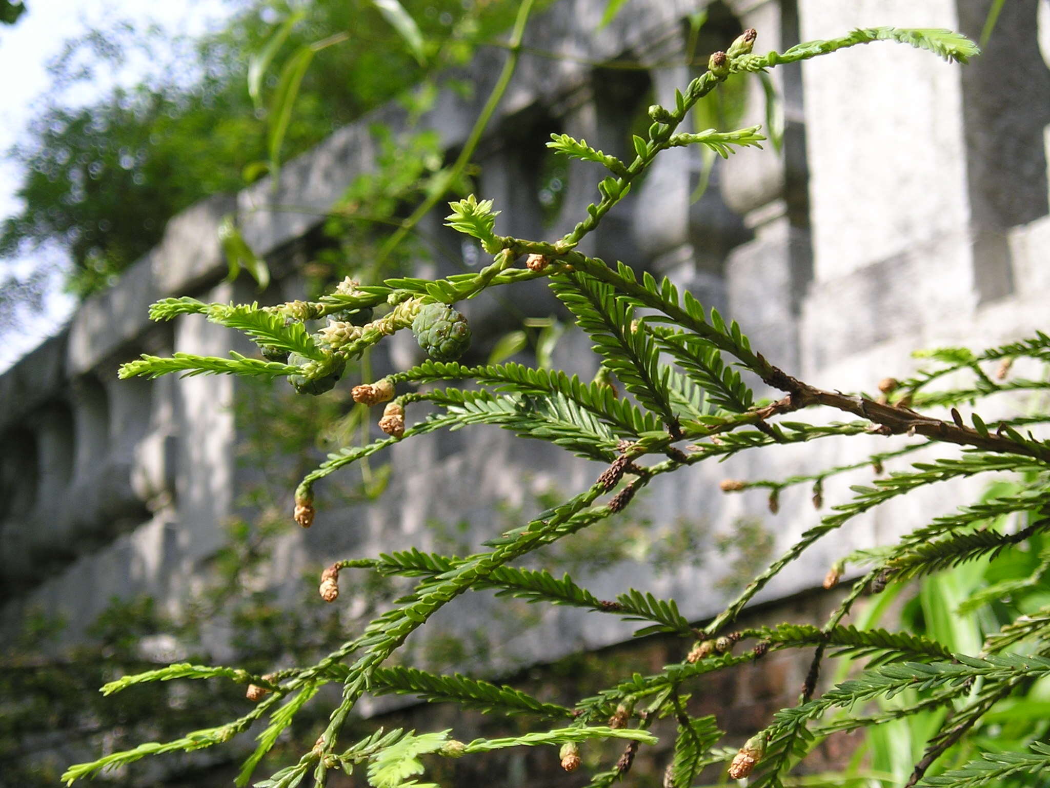 Image of redwood