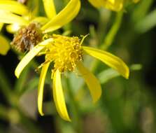 Image of wood ragwort