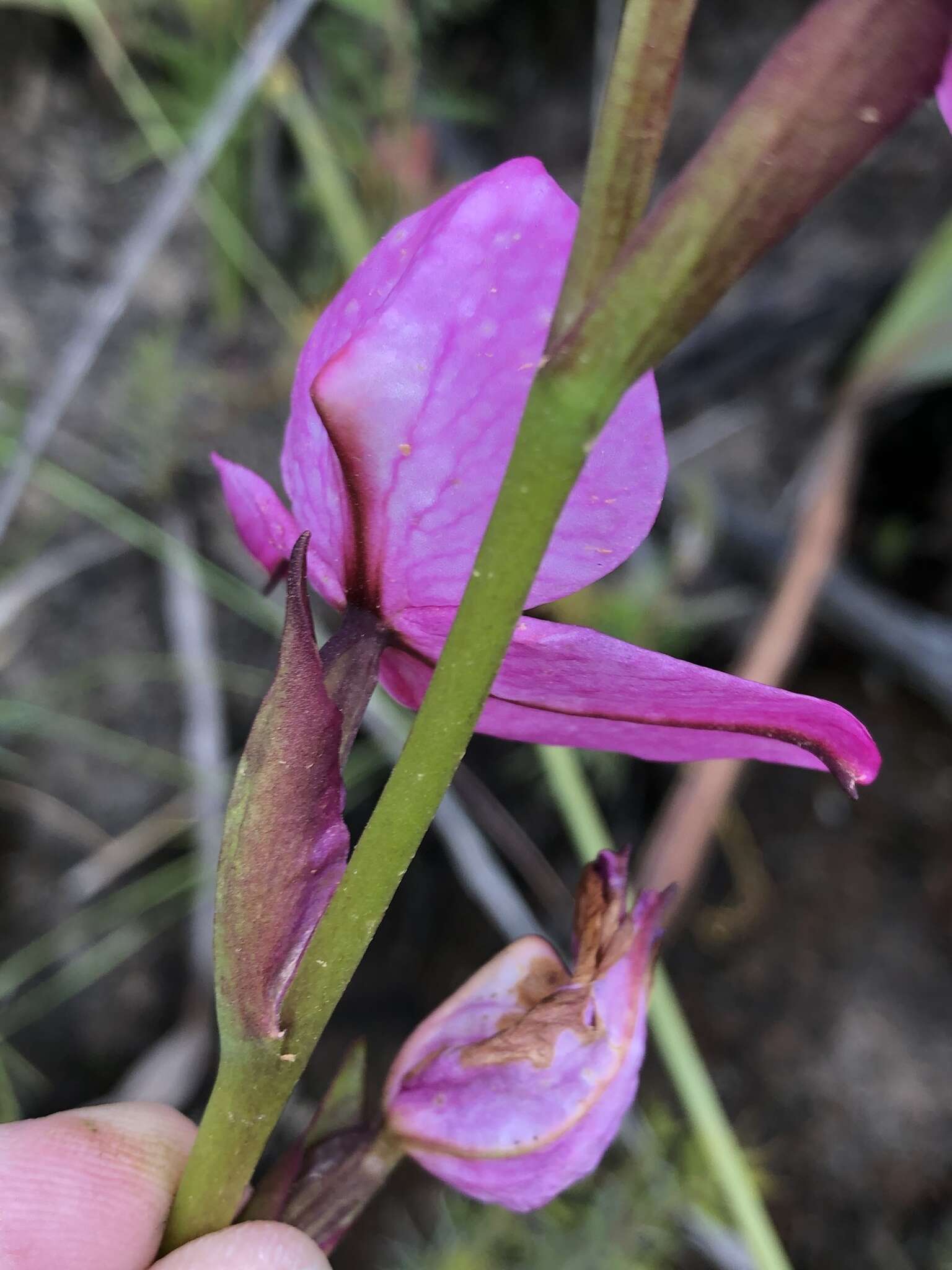 Image of Disa racemosa L. fil.