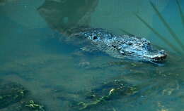 Image of Chinese alligator