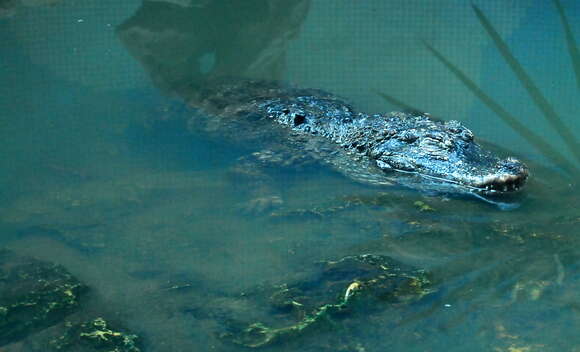 Image of Chinese alligator