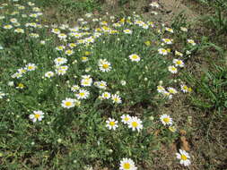 Anthemis arvensis L. resmi