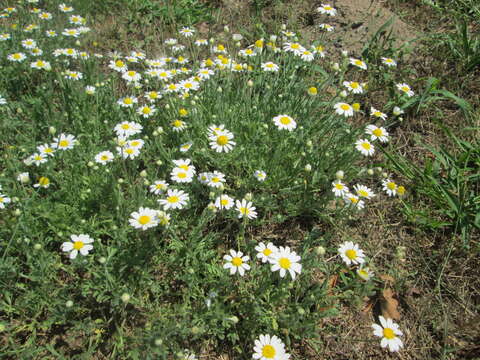 Image of corn chamomile