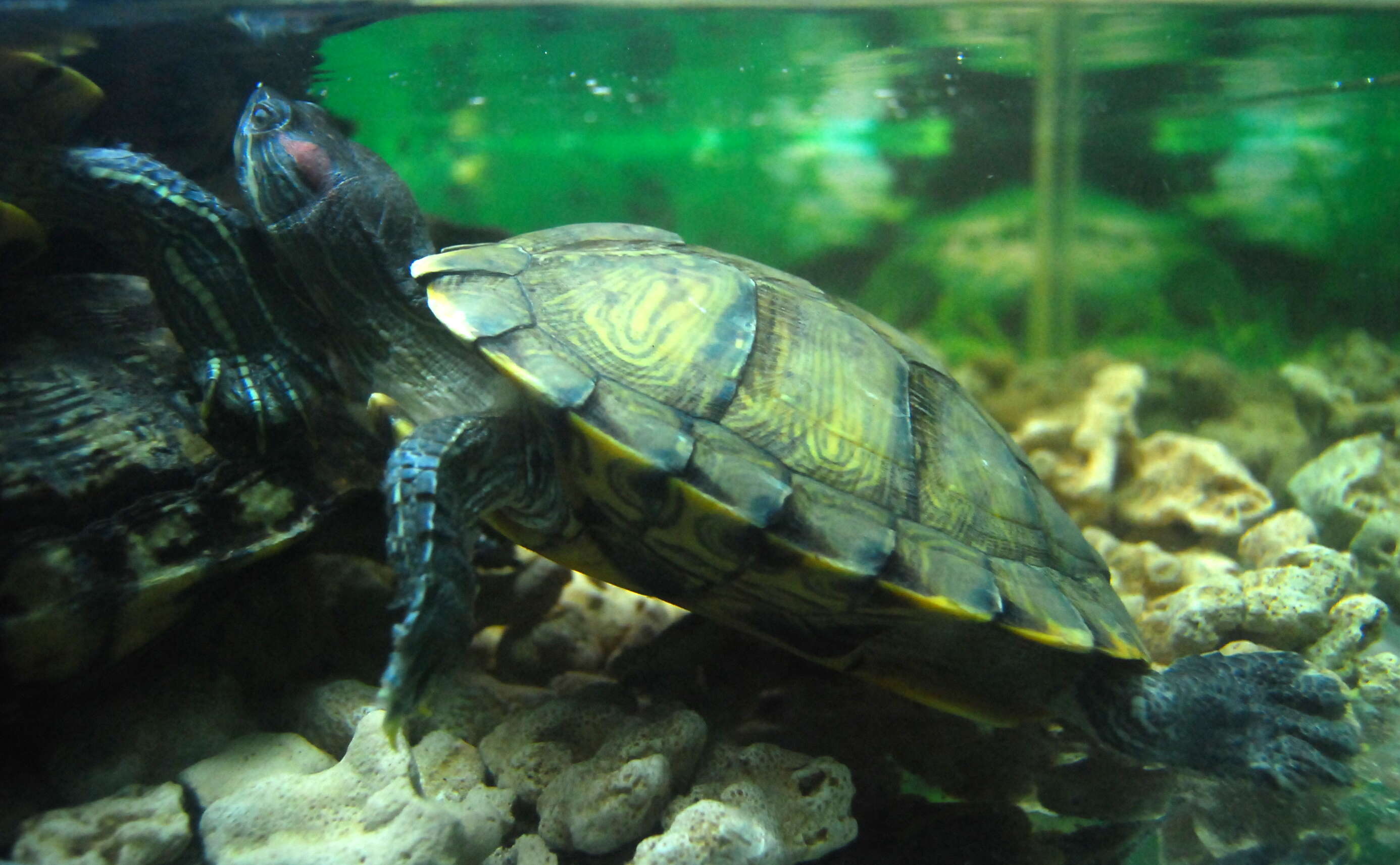 Image of slider turtle, red-eared terrapin, red-eared slider