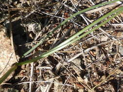 صورة Iris filifolia Boiss.