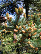 Image of Canadian Spruce