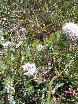 Image of Agathosma cerefolium (Vent.) Bartl. & Wendl. fil.