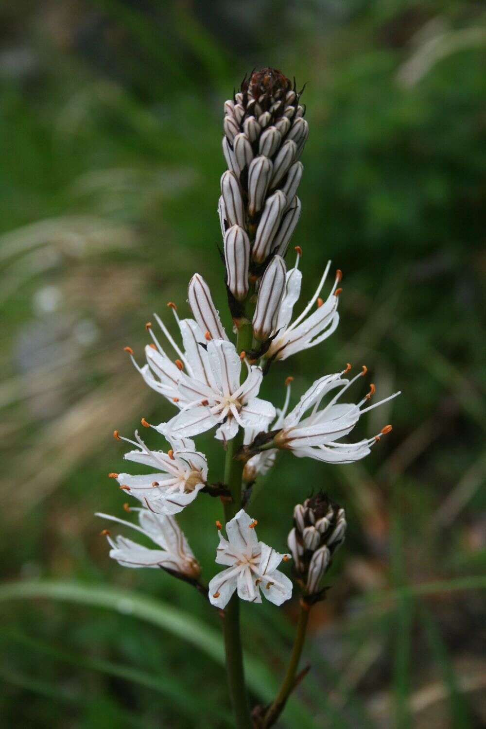 Image of Asphodelus macrocarpus Parl.