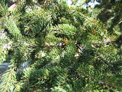 Image of Canadian Spruce
