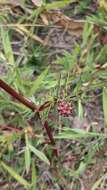 Plancia ëd Poterium sanguisorba subsp. polygamum (Waldst. & Kit.) Asch. & Graebn.