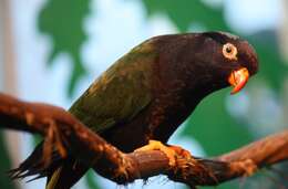 Image of Papuan Lorikeet