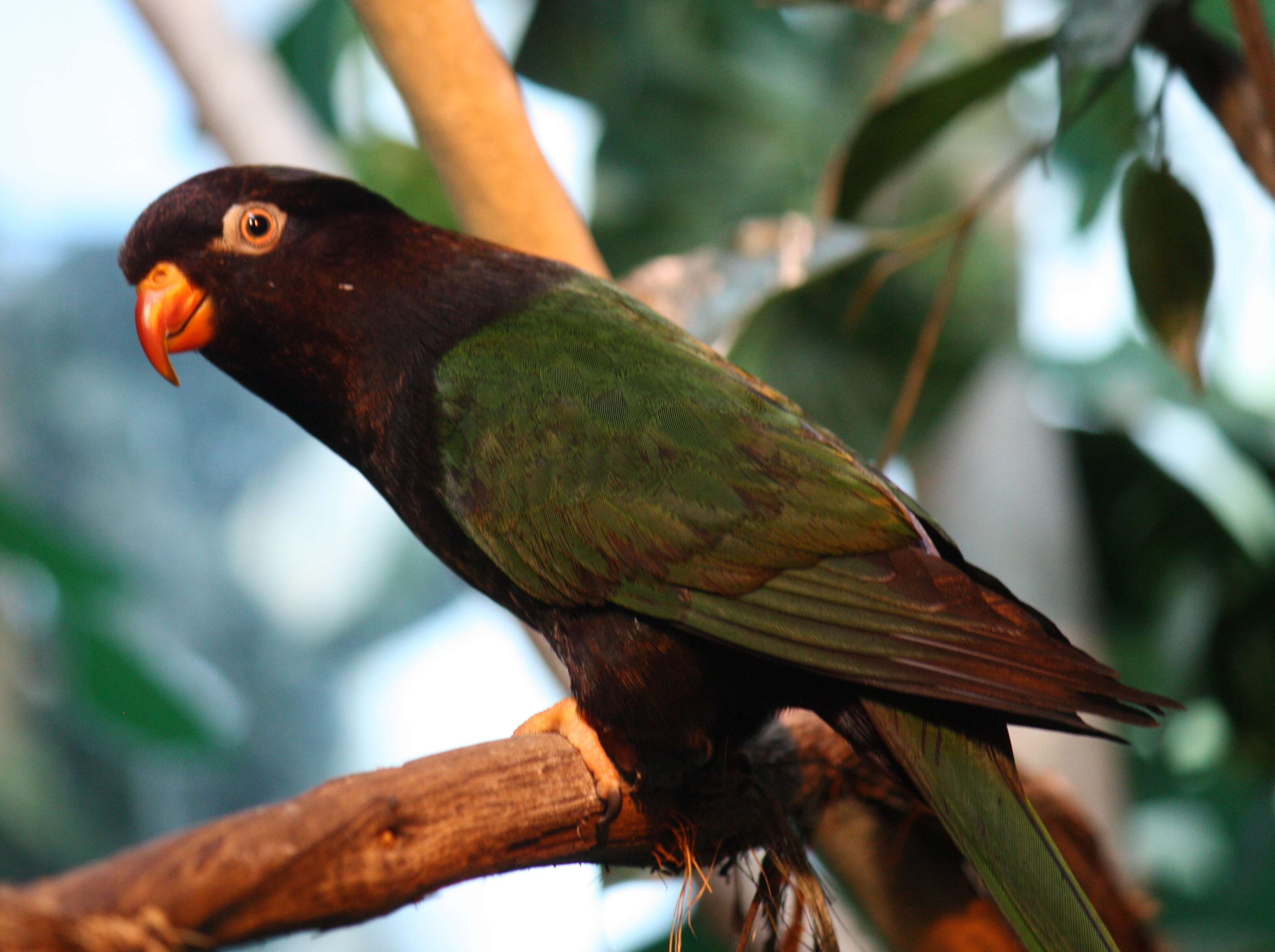 Image of Papuan Lorikeet