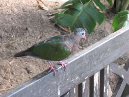 Image of Common Emerald Dove