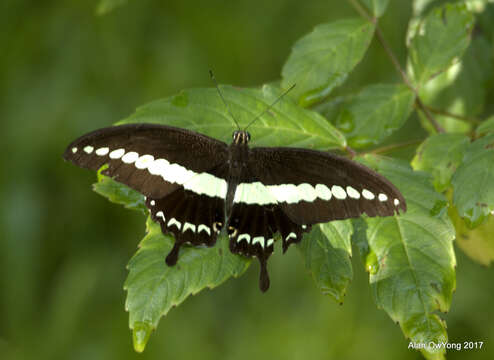 Image of Papilio demolion Cramer (1776)