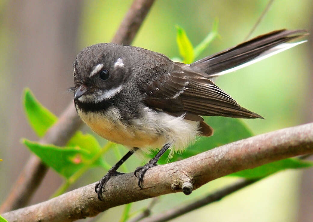 Image of Grey Fantail