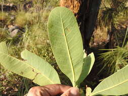 Image of Buchanania obovata Engl.