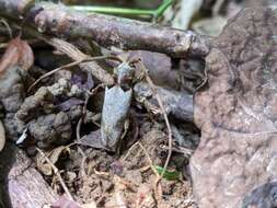 Image of Acalolepta sublusca maculihumera (Matsushita 1933)