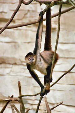 Image of atelid monkeys