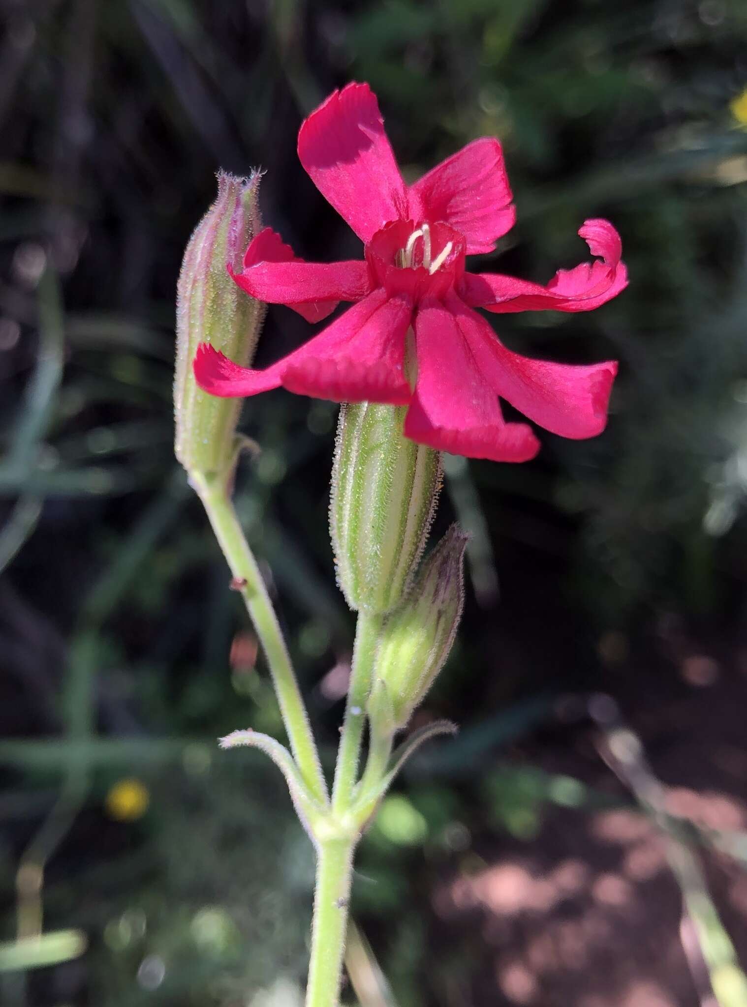 Plancia ëd Silene ornata Ait.