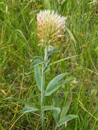 Image de Trifolium plumosum subsp. amplifolium (J. S. Martin) J. M. Gillett