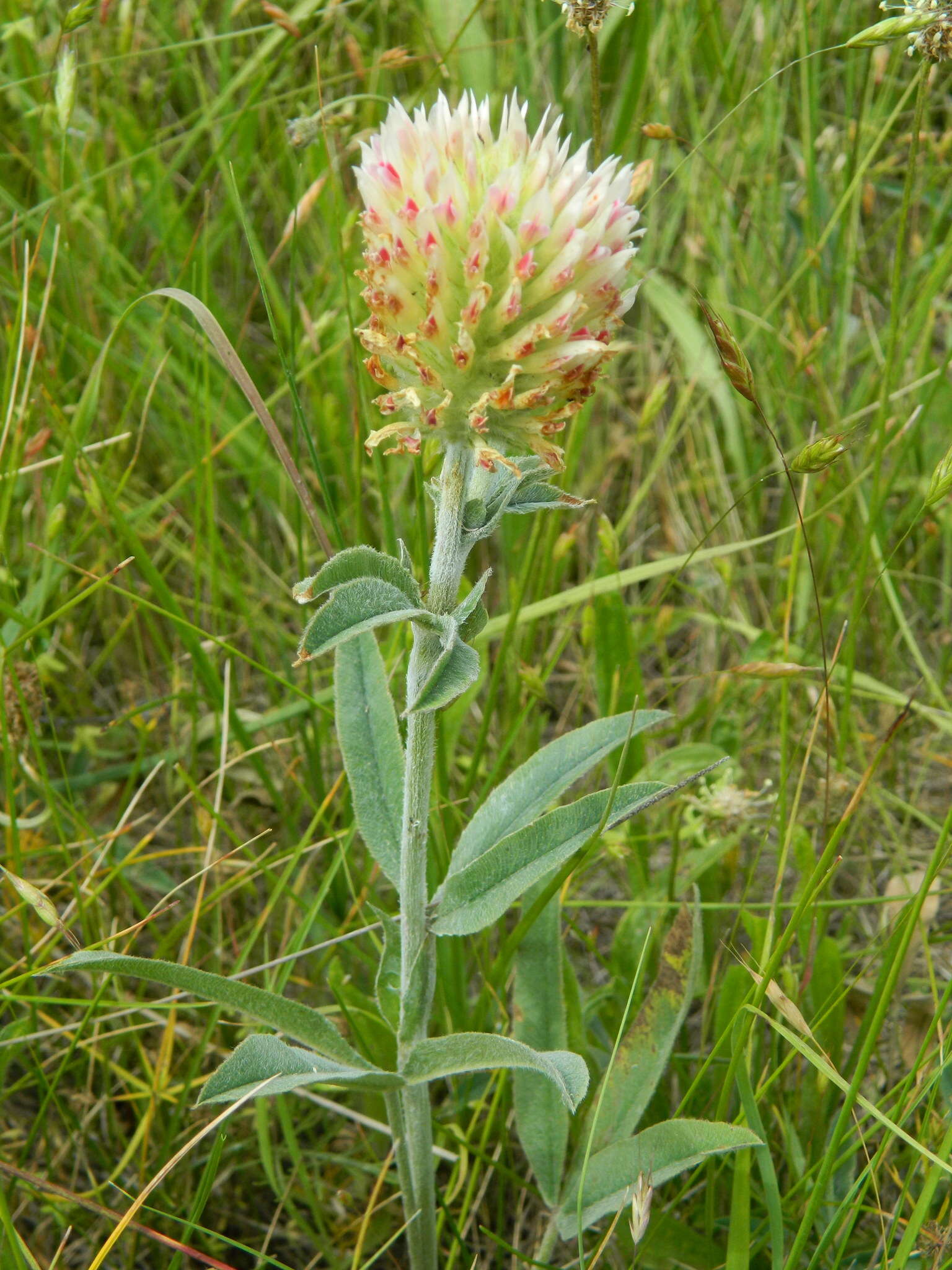 Image de Trifolium plumosum subsp. amplifolium (J. S. Martin) J. M. Gillett