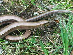 Image of Slow Worm