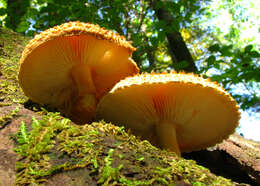 Image of Leucopholiota