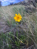 Image of foothill arnica