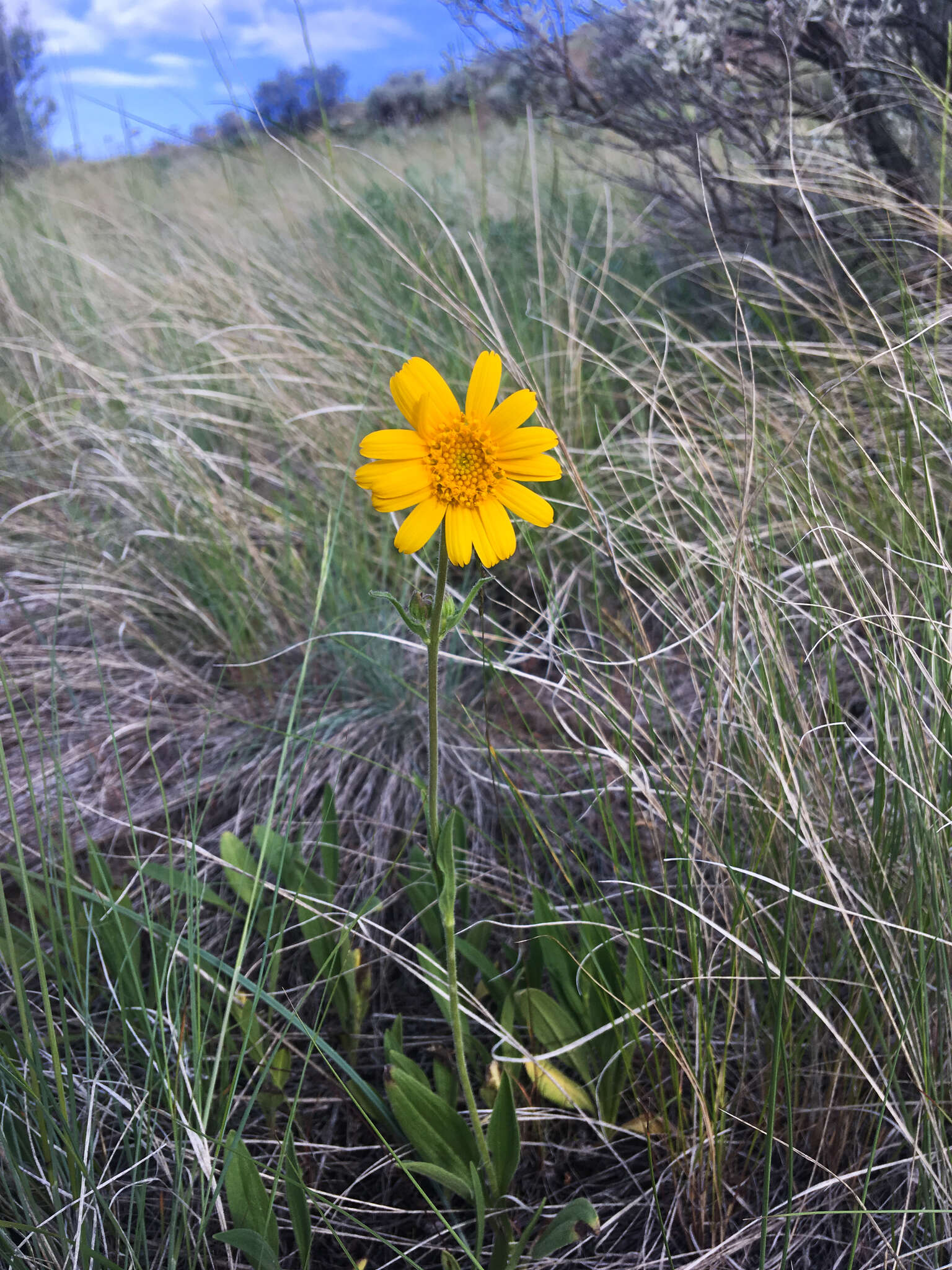 Imagem de Arnica fulgens Pursh