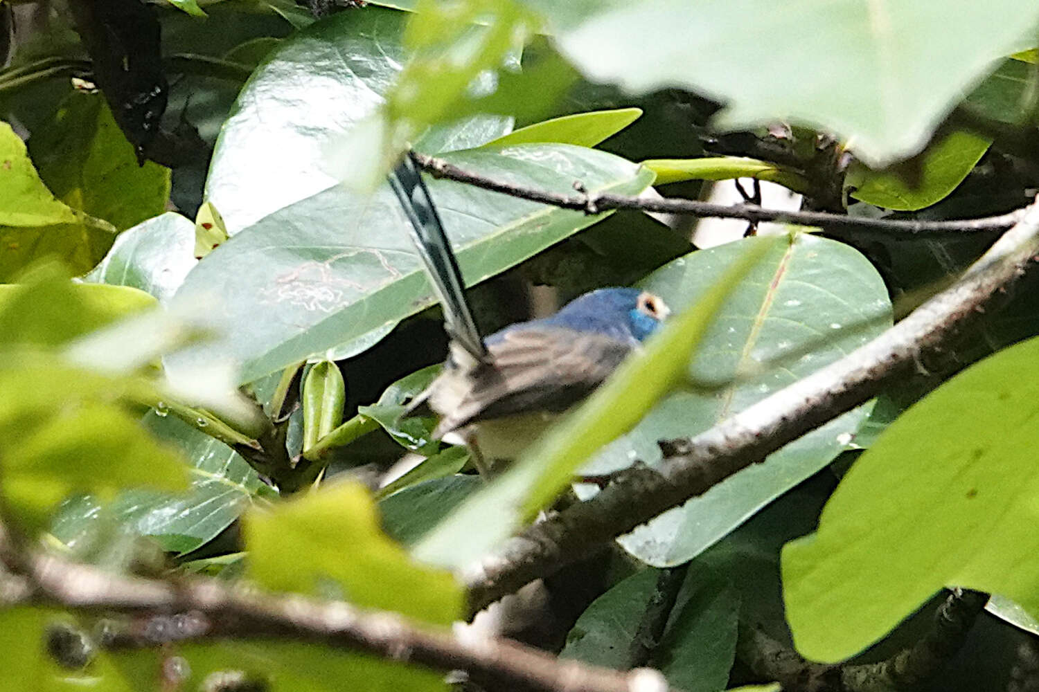 Image of Lovely Fairy-wren