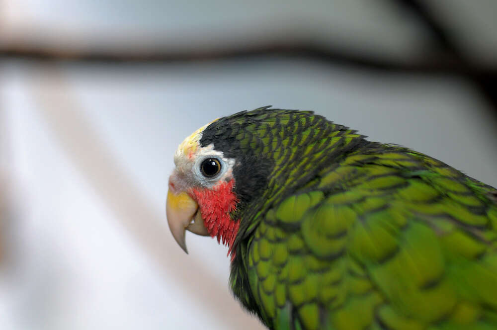 Image of Bahamas Parrot