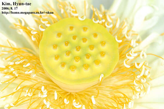 Image of sacred lotus