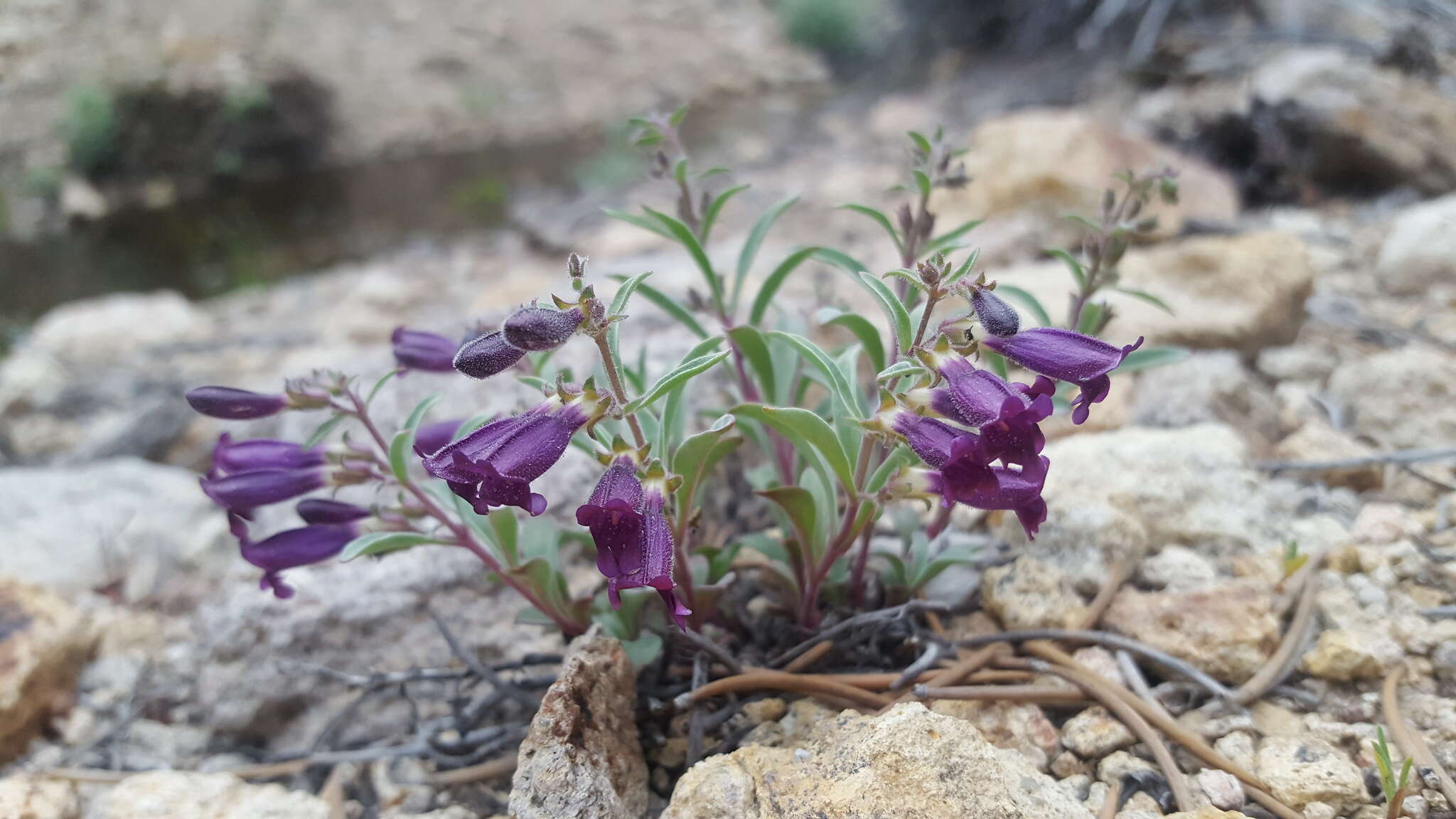 Image of King's beardtongue