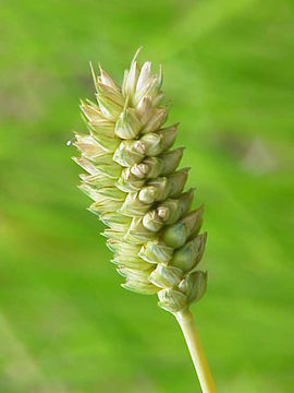 Image of Club Wheat