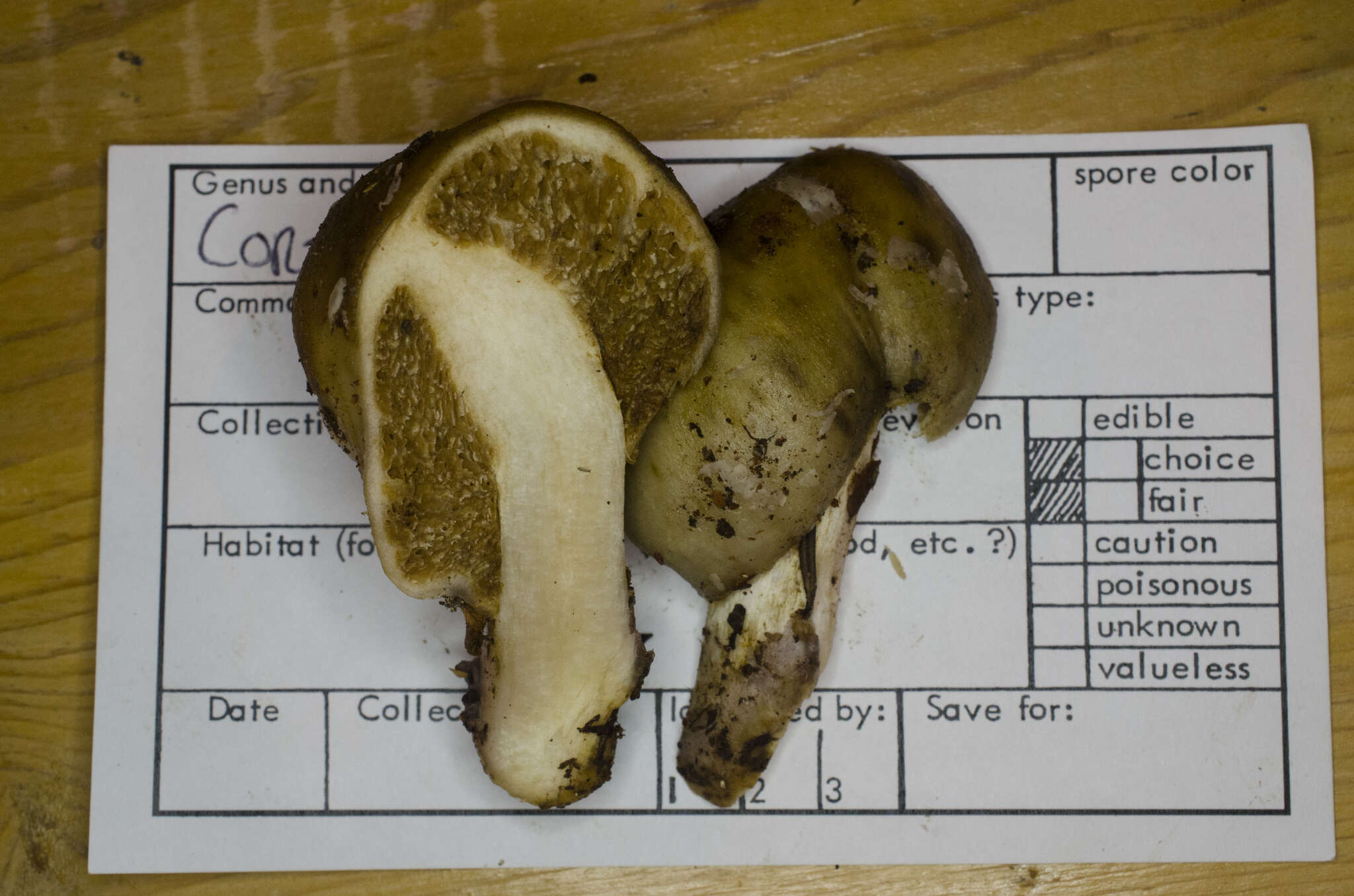 Image of Cortinarius pinguis (Zeller) Peintner & M. M. Moser 2002