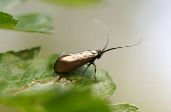 Image of Adela reaumurella