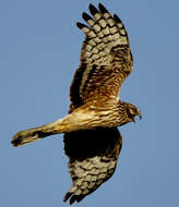 Image of Hen Harrier