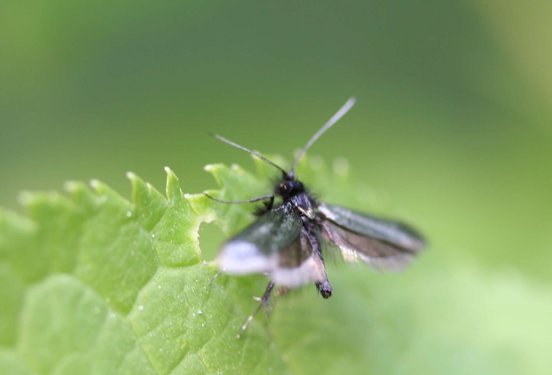 Image of Adela reaumurella