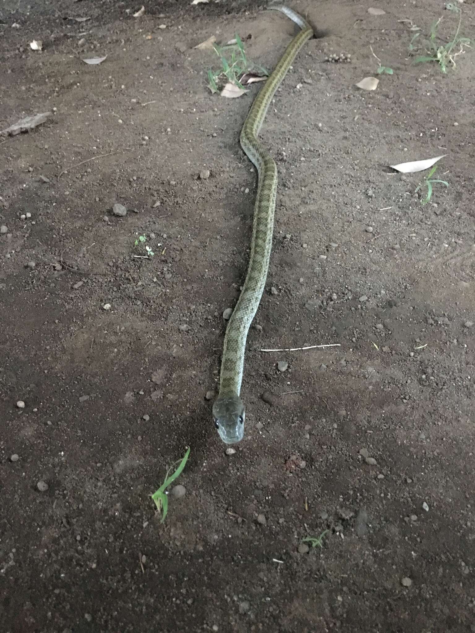 Image of Japanese Rat Snake