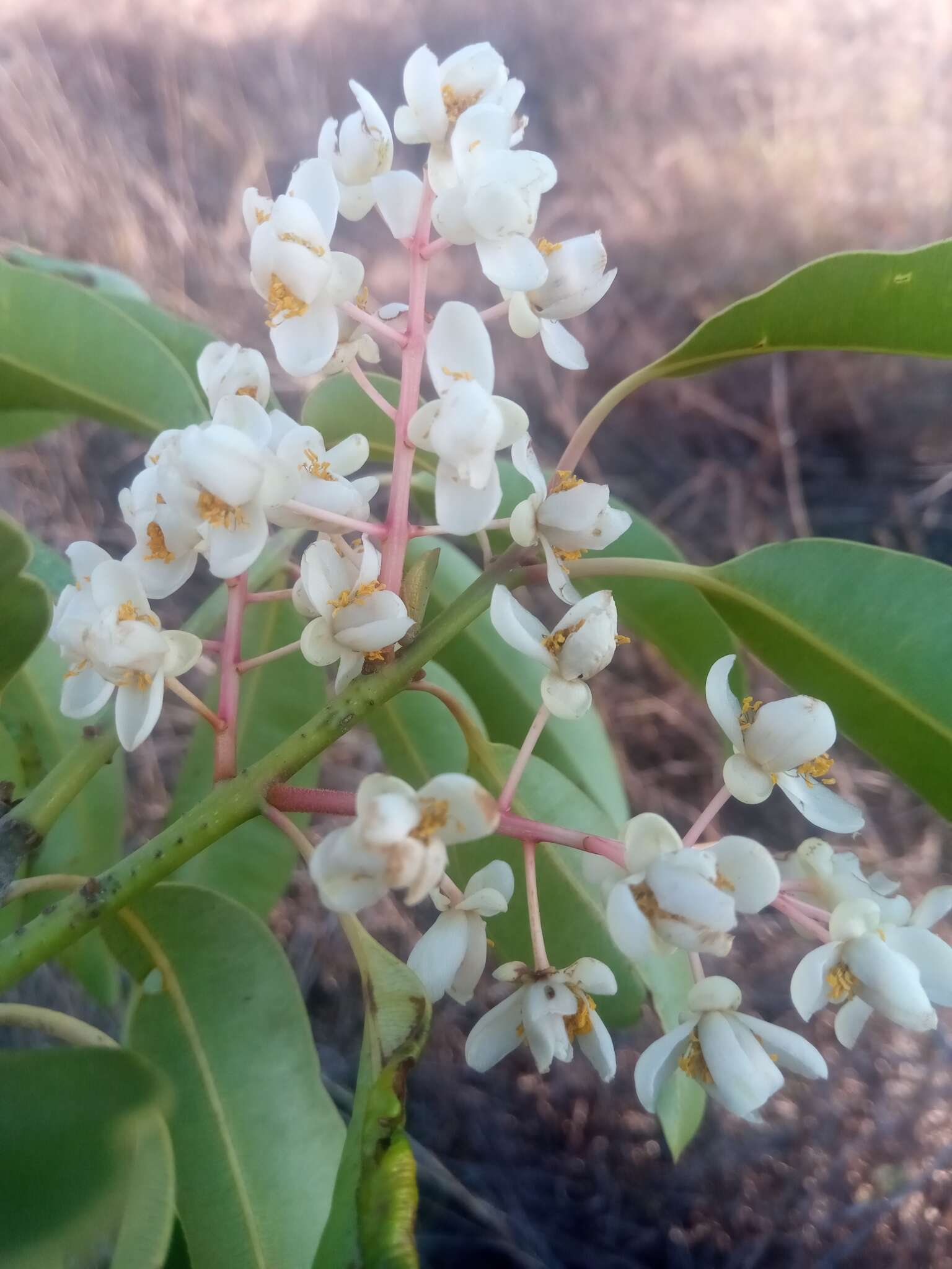 Image de Calophyllum vernicosum P. F. Stevens