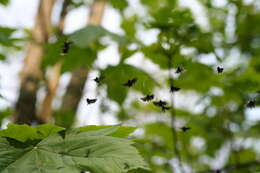 Image of Adela reaumurella