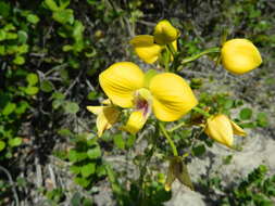 Image de Eulophia speciosa (R. Br.) Bolus