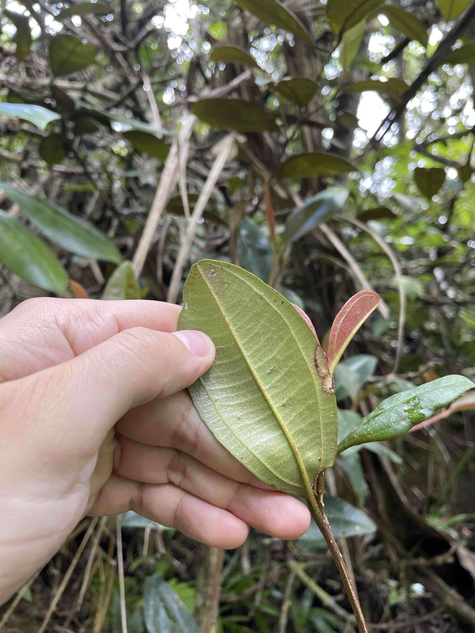 Image of Henriettea squamulosa (Cogn.) W. S. Judd