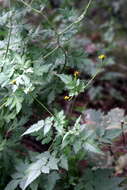 Image of Spanish needles