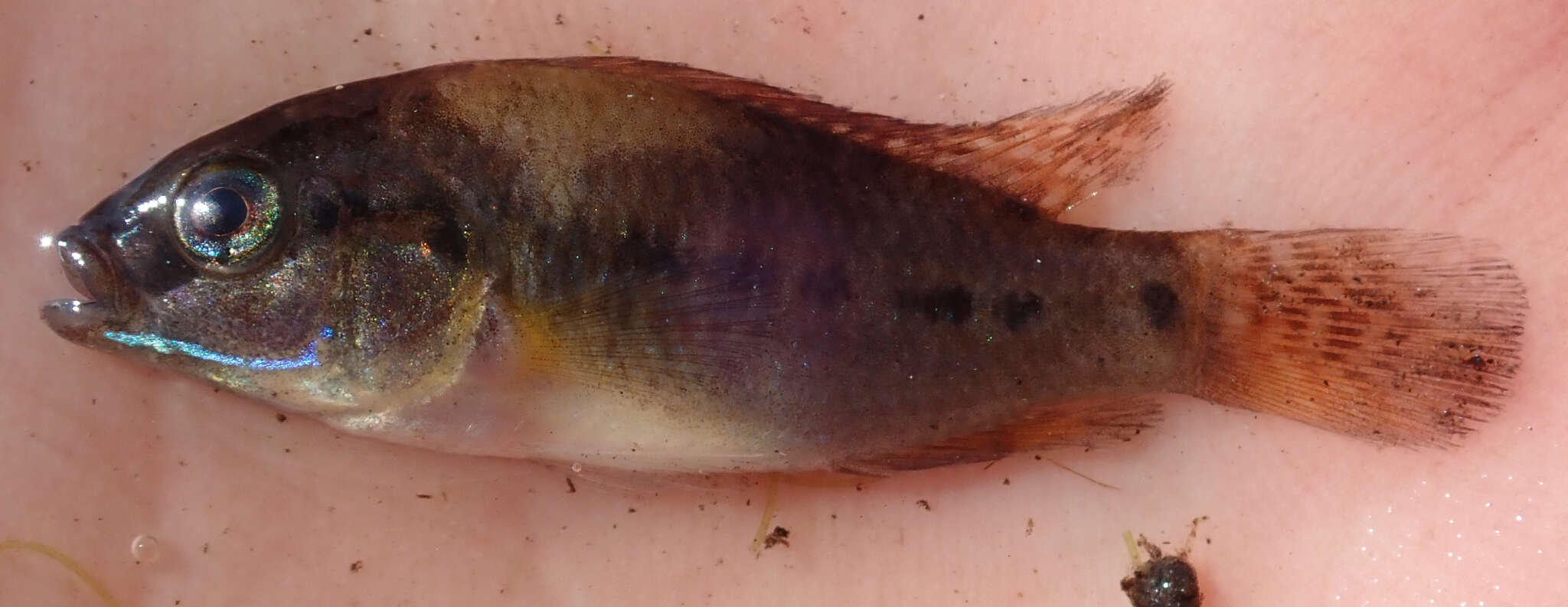 Image of Southern mouthbrooder