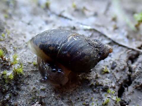 Image of Succinea australis (Férussac 1821)