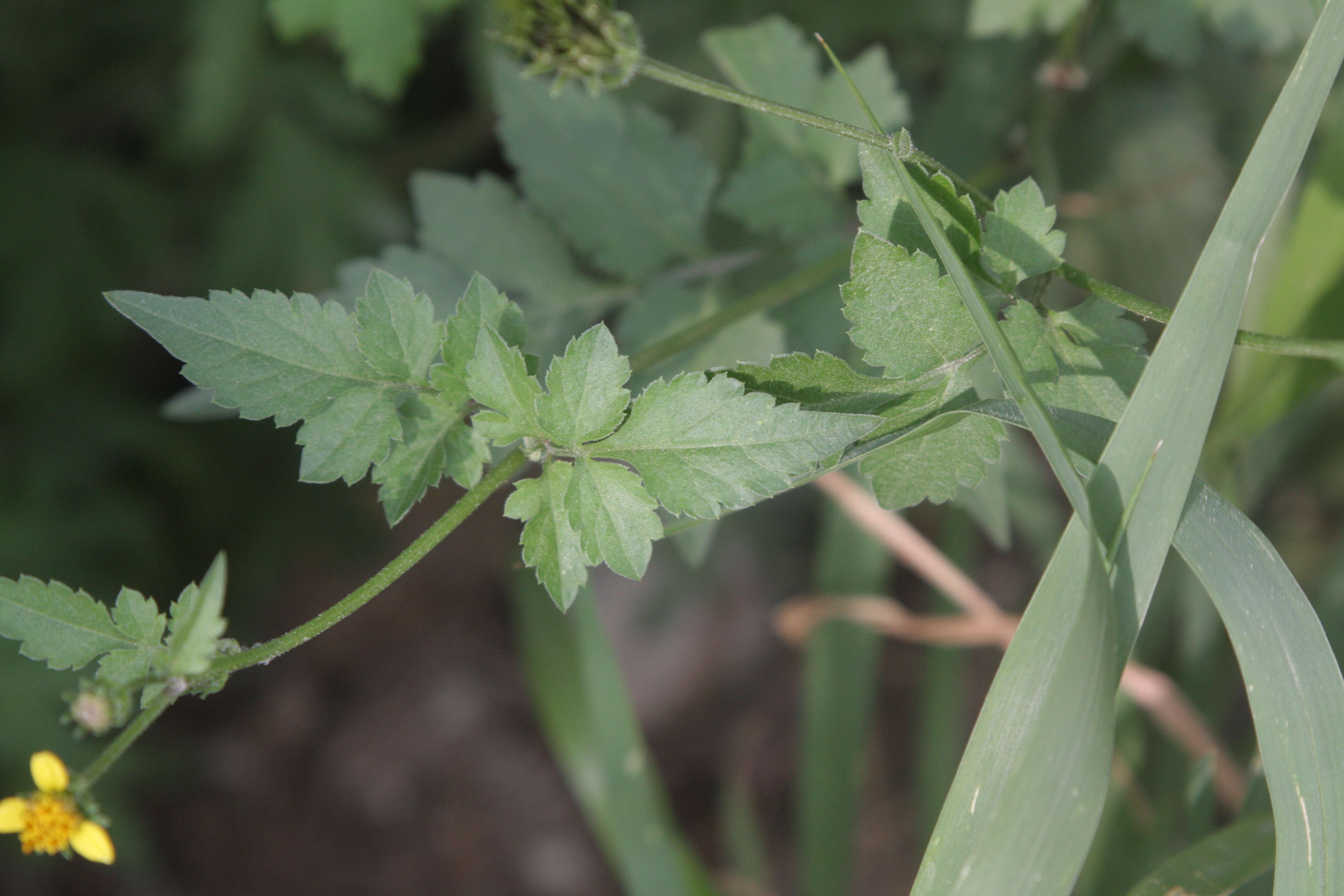 Image of Spanish needles