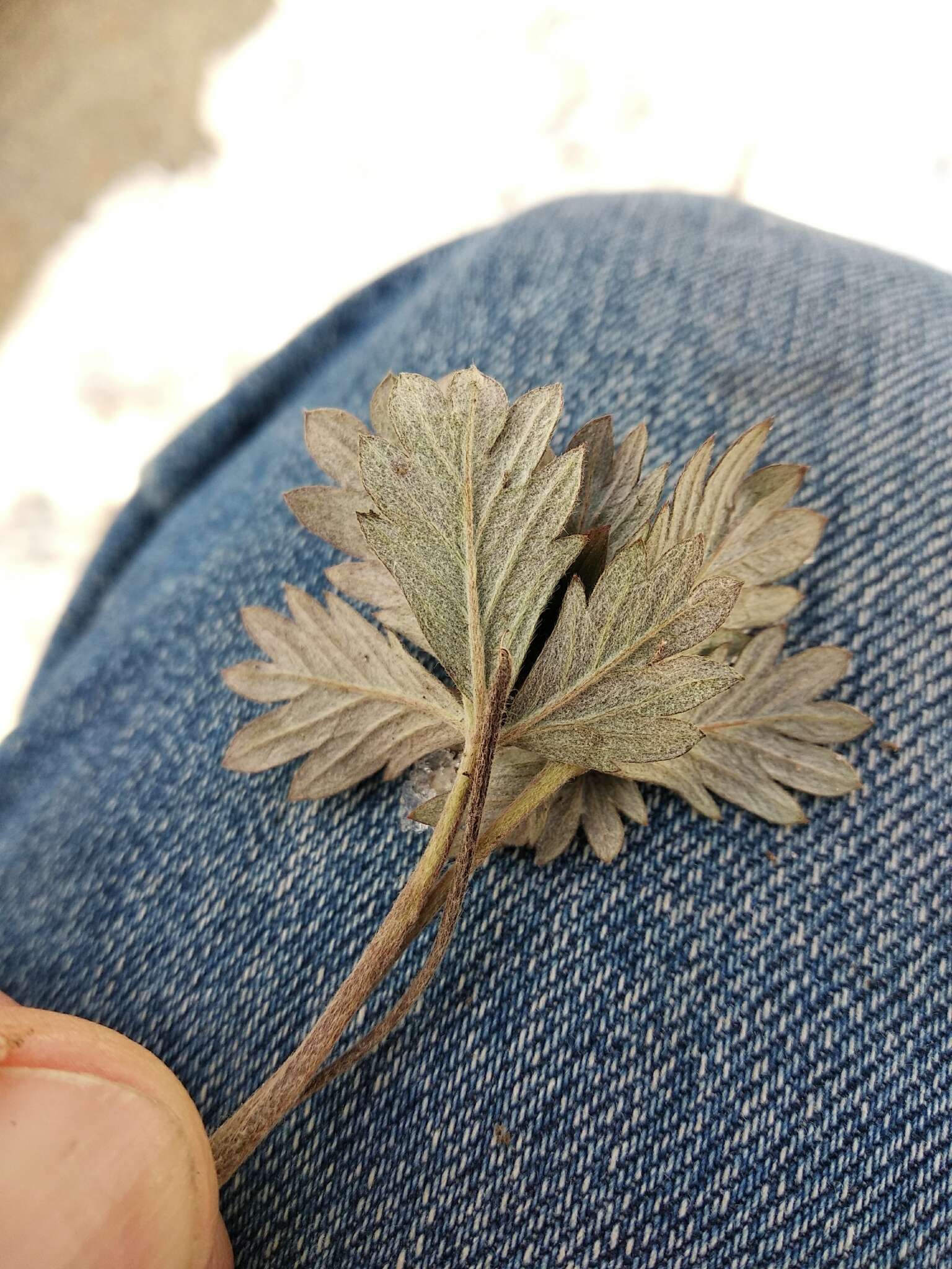 Image of palmleaf cinquefoil